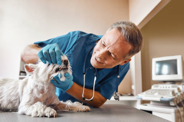Best Emergency Treatment for Dental Infections or Abscesses in Lemay, MO